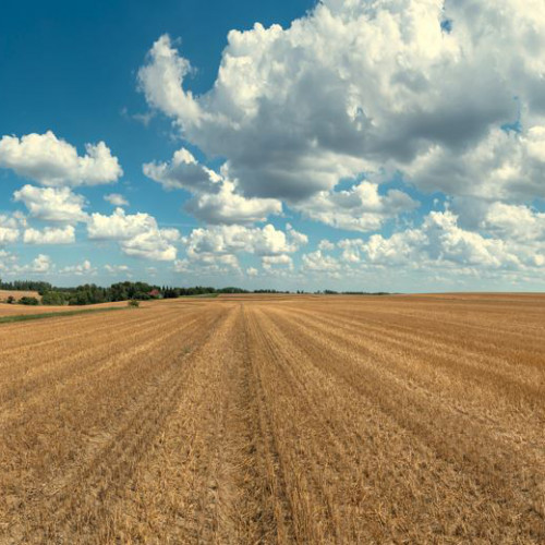 Enorme Preissteigerungen für Grünland im Speckgürtel von Wien.